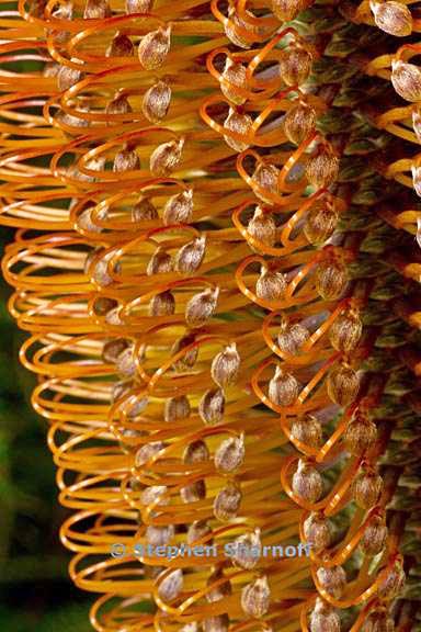 banksia ericafolia 4 graphic